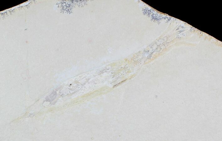 Fossil Squid With Soft-Bodied Preservation (Pos/Neg) #77838
